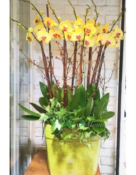 OR508 - 8菖黃色蝴蝶蘭, 植物及陶瓷花盆